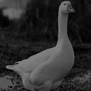 肖柳甫的个人资料头像