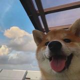 cccccccccchan头像