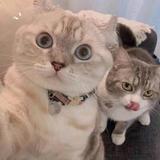 陌桑树下头像