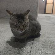 散步的毛猪的个人资料头像