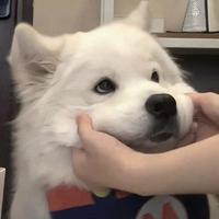 用户9590666180355头像