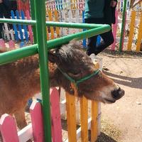 喜爱吃草的小牛头像