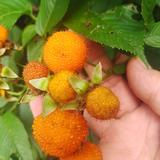 追蜂人小吴头像