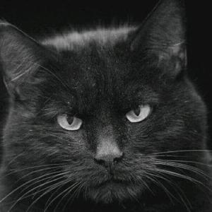 黑猫忍者头像