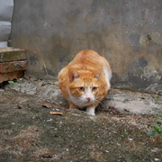 Huskyyy的个人资料头像