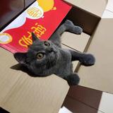小飞侠罗恩头像