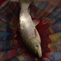 野钓独立团团长头像