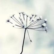 花毛茛的个人资料头像