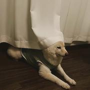 67是只兔子的个人资料头像