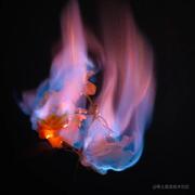 野火一季的个人资料头像