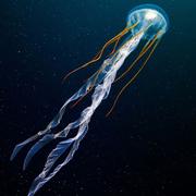 snowkeda的个人资料头像