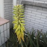 花落花开🥕头像