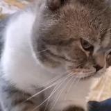睿智的风子头像