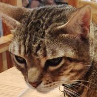 黑猫丶小警长头像