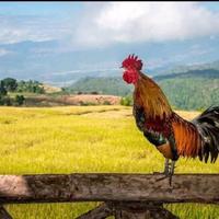 我心飞扬4188头像