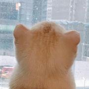 想得美385的个人资料头像