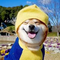 欧巴缸南斯塔头像