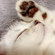 泰戈尔的个人资料头像