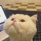 小苗同学的个人资料头像