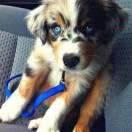 冰激淋的qi的个人资料头像