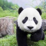Panda-此号不收款头像