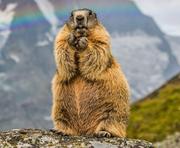 云间轻舟的个人资料头像