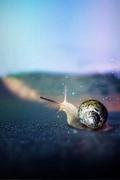 星空下的小蜗牛的个人资料头像