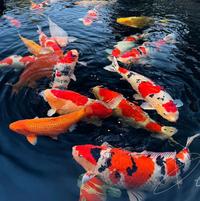 贪懒的三皮头像