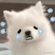 人人爱狐狸的个人资料头像