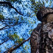 王柄真的个人资料头像