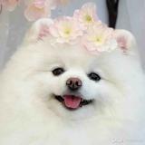 藤元豆腐店头像