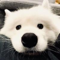 曾赋花与神明头像