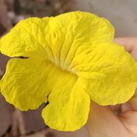 长安奔奔19926头像