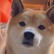 太阳失眠的个人资料头像