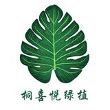 桐喜悦仿真树头像