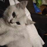 小小昔年啊头像