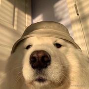 前端学习小地雷的个人资料头像