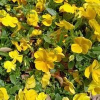 自在凯利1O3头像