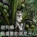 小那哥头像