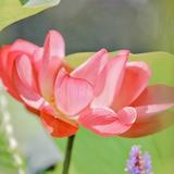 樱花树之恋头像