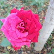 真诚422的个人资料头像