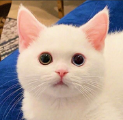 二萌吖的个人资料头像