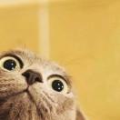 CCW99111的个人资料头像