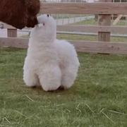 豆乳奶盖的个人资料头像