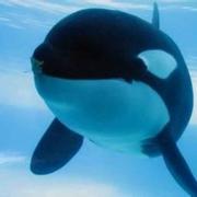 efg飞天猫的个人资料头像