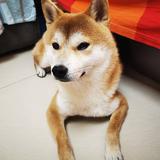 顺势而为4613头像