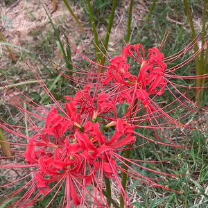 隐龙战神头像