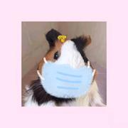 lantianhemao的个人资料头像