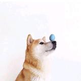 Simle备注头像