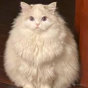 苦鱼ky的个人资料头像